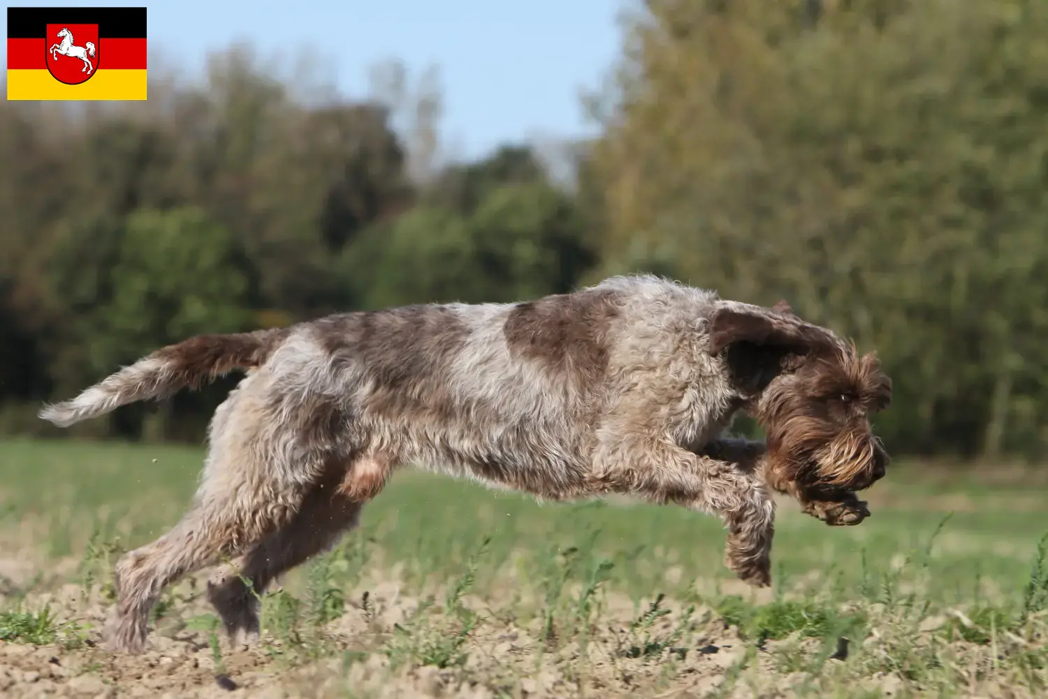 Lees meer over het artikel Griffon d’arrêt à poil dur Fokker en puppies in Nedersaksen