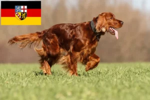 Lees meer over het artikel Ierse Rode Setter fokkers en pups in Saarland