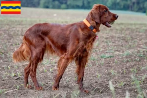 Lees meer over het artikel Ierse Rode Setter fokkers en pups in Overijssel