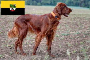 Lees meer over het artikel Ierse Rode Setter fokkers en pups in Saksen-Anhalt