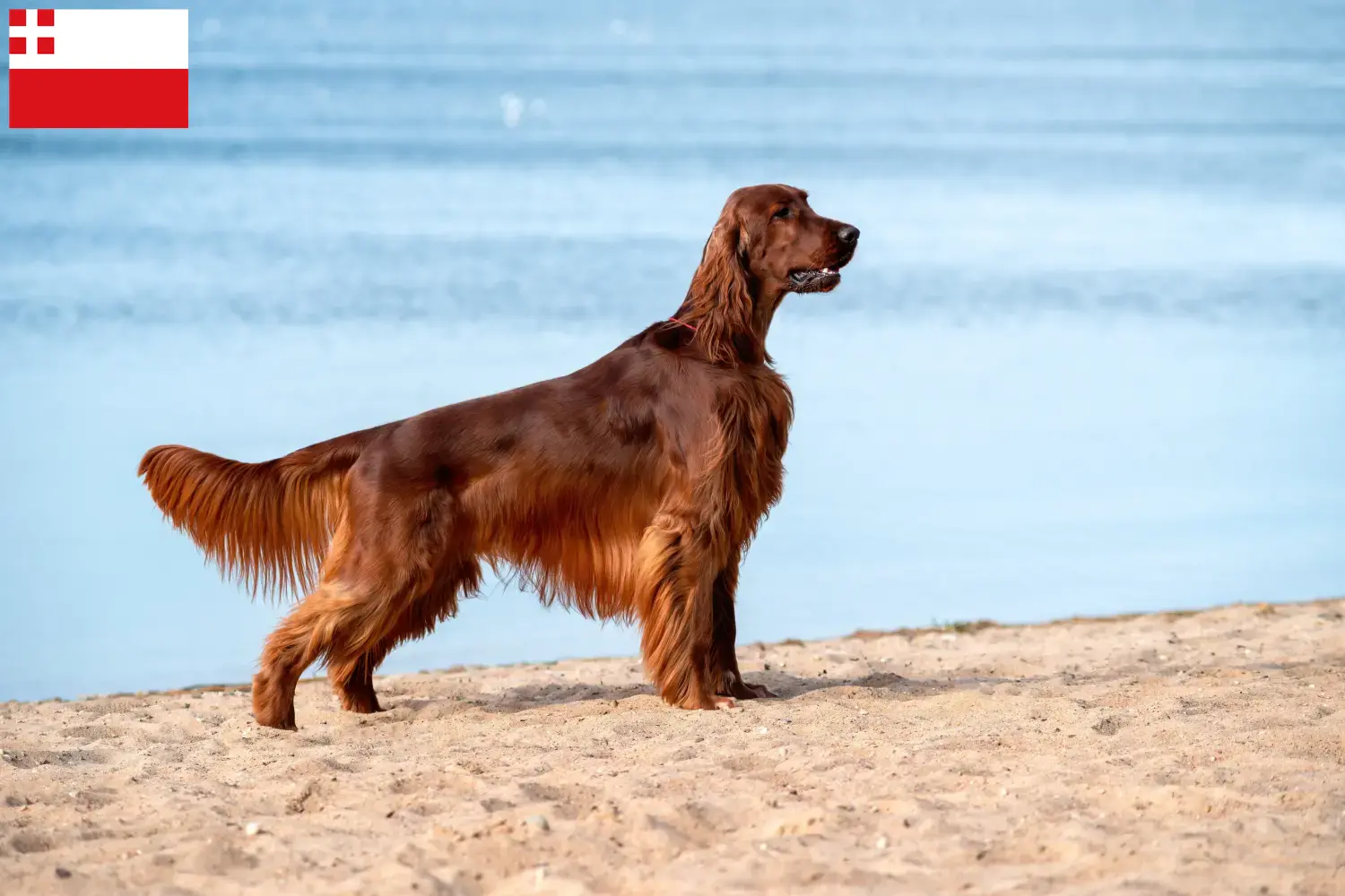 Lees meer over het artikel Ierse Rode Setter fokker en pups in Utrecht