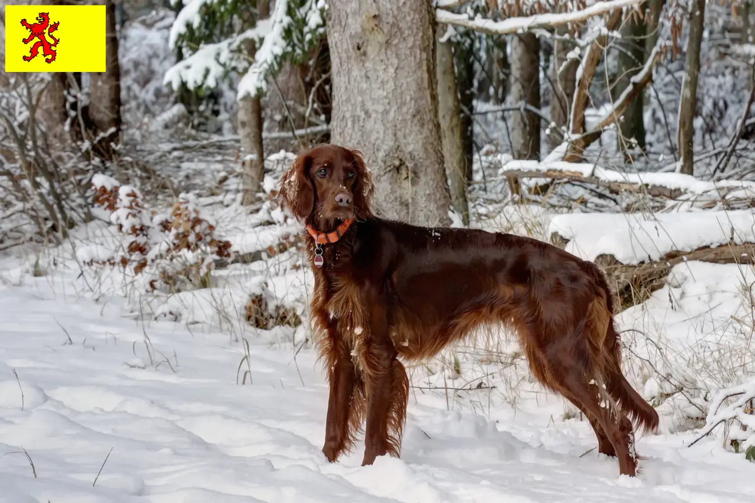 Lees meer over het artikel Ierse Rode Setter fokkers en pups in Zuid-Holland