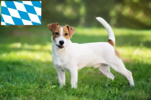 Lees meer over het artikel Jack Russell fokkers en puppies in Beieren