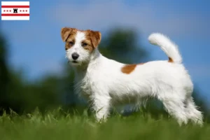 Lees meer over het artikel Jack Russell fokkers en pups in Drenthe