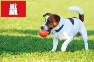 Lees meer over het artikel Jack Russell fokkers en pups in Hamburg