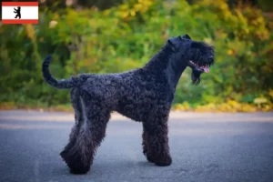 Lees meer over het artikel Kerry Blue Terrier fokkers en pups in Berlijn