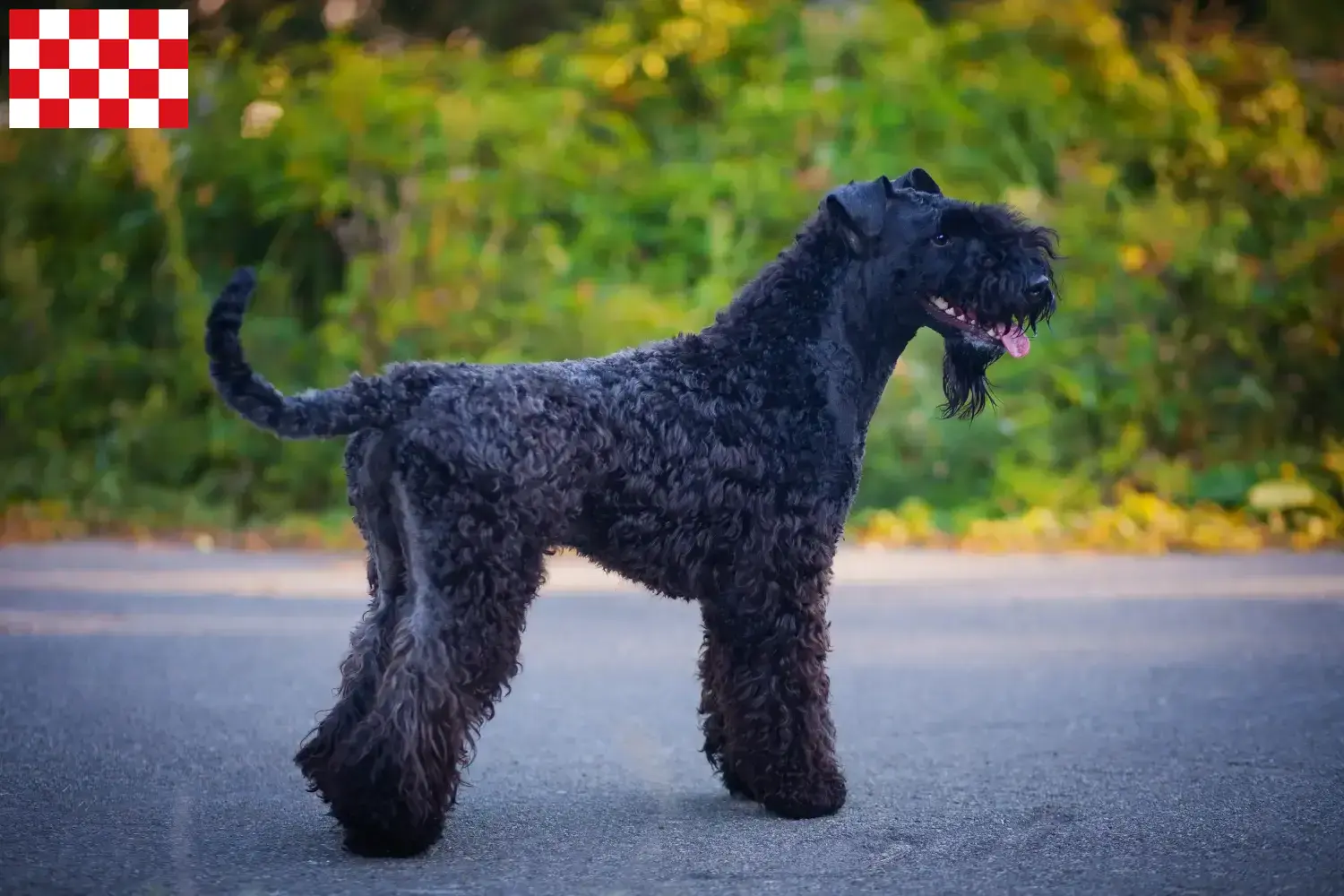 Lees meer over het artikel Kerry Blue Terrier fokkers en pups in Noord-Brabant