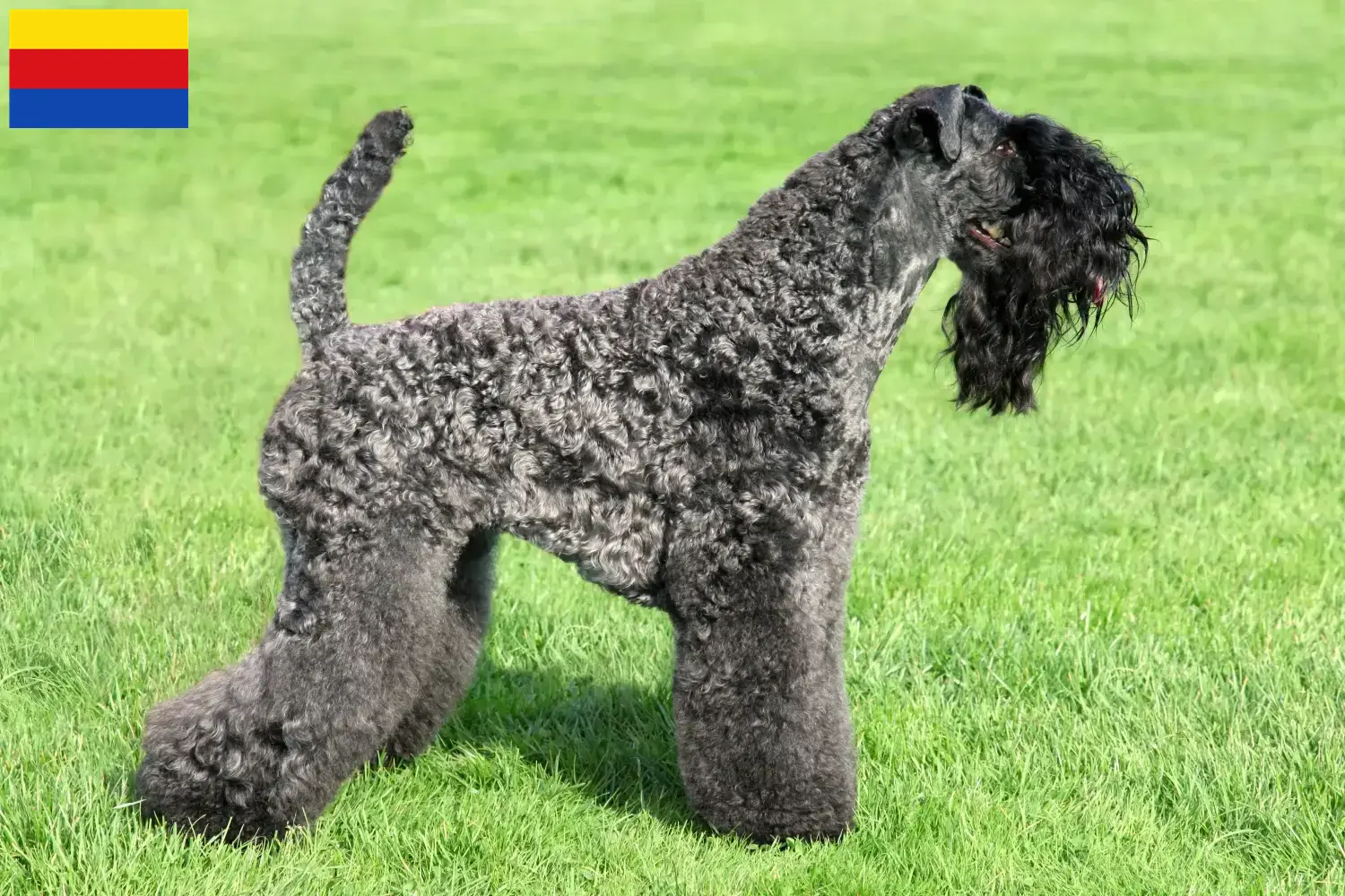 Lees meer over het artikel Kerry Blue Terrier fokkers en pups in Noord-Holland