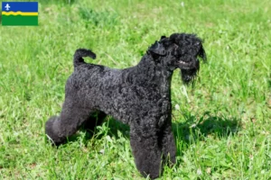 Lees meer over het artikel Kerry Blue Terrier fokkers en puppies in Flevoland