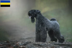 Lees meer over het artikel Kerry Blue Terrier fokkers en pups in Gelderland