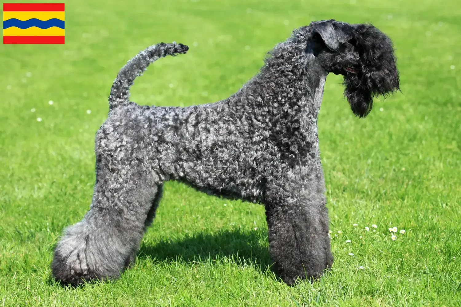 Lees meer over het artikel Kerry Blue Terrier fokkers en pups in Overijssel