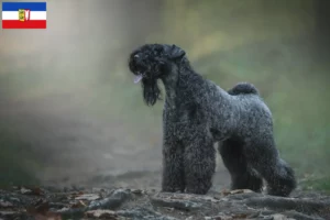 Lees meer over het artikel Kerry Blue Terrier fokkers en puppies in Sleeswijk-Holstein