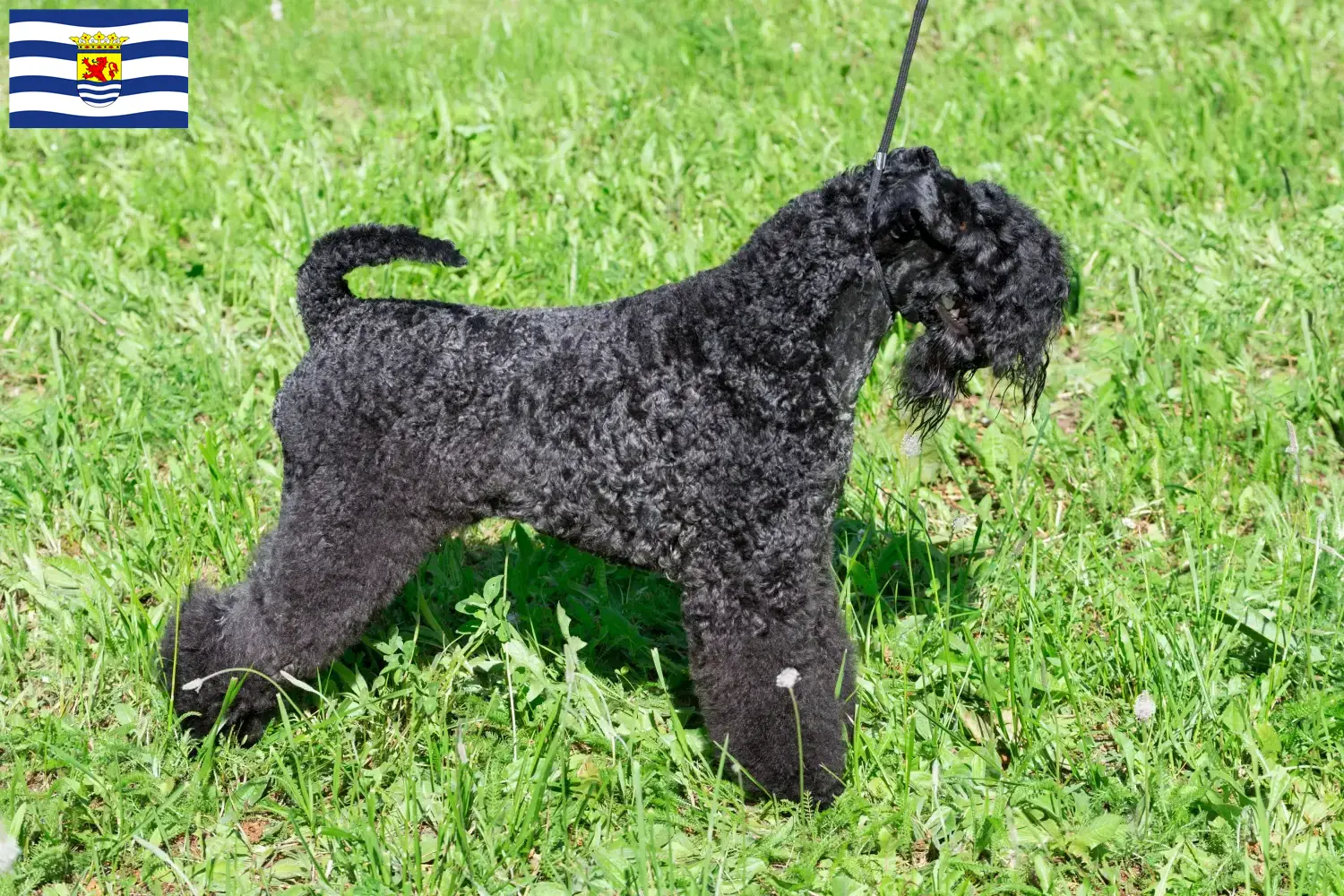 Lees meer over het artikel Kerry Blue Terrier fokkers en pups in Zeeland