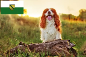 Lees meer over het artikel King Charles Spaniel fokkers en pups in Saksen