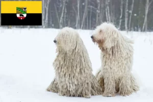 Lees meer over het artikel Komondor fokkers en pups in Saksen-Anhalt