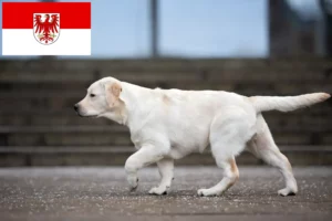 Lees meer over het artikel Labrador fokkers en puppy’s in Brandenburg