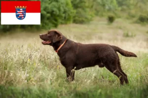 Lees meer over het artikel Labrador fokkers en puppy’s in Hessen