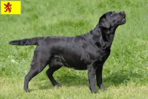 Lees meer over het artikel Labrador fokkers en pups in Zuid-Holland