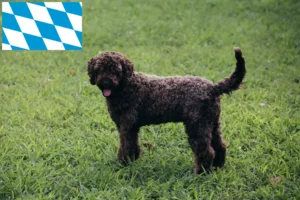 Lees meer over het artikel Lagotto Romagnolo fokkers en pups in Beieren