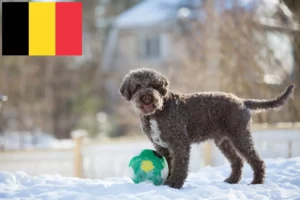 Lees meer over het artikel Lagotto Romagnolo fokkers en pups in België