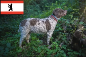 Lees meer over het artikel Lagotto Romagnolo fokkers en pups in Berlijn