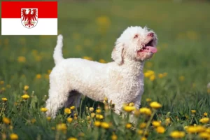 Lees meer over het artikel Lagotto Romagnolo fokkers en pups in Brandenburg