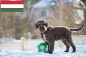 Lees meer over het artikel Lagotto Romagnolo fokkers en pups in Hongarije