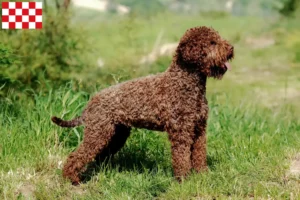 Lees meer over het artikel Lagotto Romagnolo fokkers en pups in Noord-Brabant