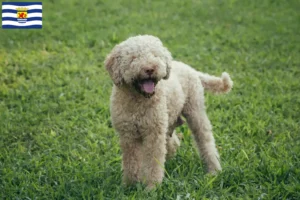 Lees meer over het artikel Lagotto Romagnolo fokkers en pups in Zeeland