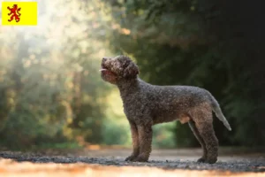 Lees meer over het artikel Lagotto Romagnolo fokkers en pups in Zuid-Holland