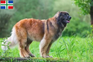 Lees meer over het artikel Leonberger fokkers en pups in Groningen