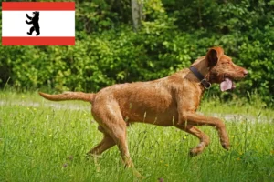 Lees meer over het artikel Magyar Vizsla fokkers en pups in Berlijn