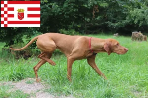 Lees meer over het artikel Magyar Vizsla fokkers en pups in Bremen