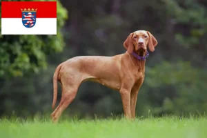 Lees meer over het artikel Magyar Vizsla fokkers en pups in Hessen