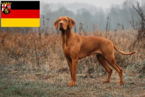 Lees meer over het artikel Magyar Vizsla fokkers en pups in Rijnland-Palts