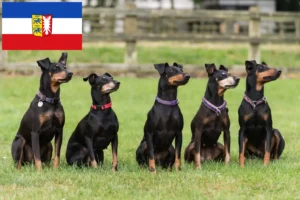 Lees meer over het artikel Manchester Terrier fokkers en pups in Sleeswijk-Holstein