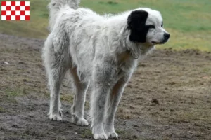 Lees meer over het artikel Mastín del Pirineo fokkers en pups in Noord-Brabant