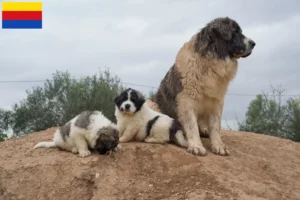 Lees meer over het artikel Mastín del Pirineo fokkers en pups in Noord-Holland