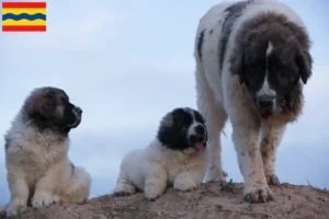 Lees meer over het artikel Mastín del Pirineo fokkers en pups in Overijssel