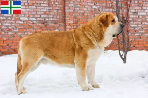 Lees meer over het artikel Mastín Español fokkers en pups in Groningen