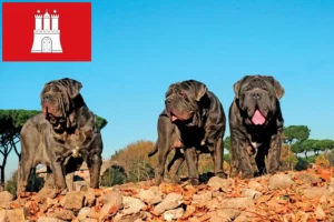 Lees meer over het artikel Mastino Napoletano fokkers en pups in Hamburg