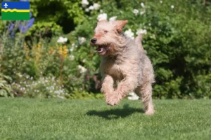 Lees meer over het artikel Otterhondenfokkers en puppies in Flevoland