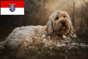 Lees meer over het artikel Otterhund fokkers en pups in Hessen