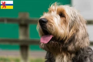 Lees meer over het artikel Otterhund fokkers en pups in Limburg