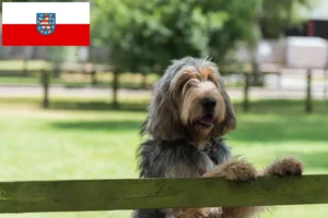 Lees meer over het artikel Otterhund fokkers en pups in Thüringen