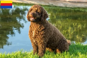 Lees meer over het artikel Perro de Agua Español fokkers en pups in Noord-Holland