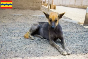 Lees meer over het artikel Peruaanse Haarloze Hondenfokker en Puppies in Overijssel