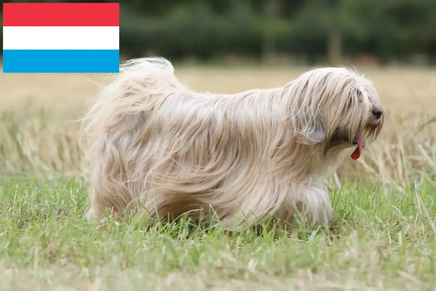 Lees meer over het artikel Tibetaanse Terriër fokkers en pups in Luxemburg