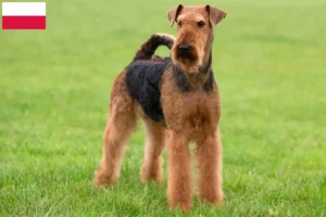 Lees meer over het artikel Airedale Terrier fokkers en pups in Polen