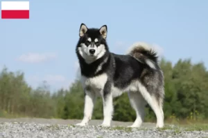 Lees meer over het artikel Alaska Malamute fokkers en pups in Polen